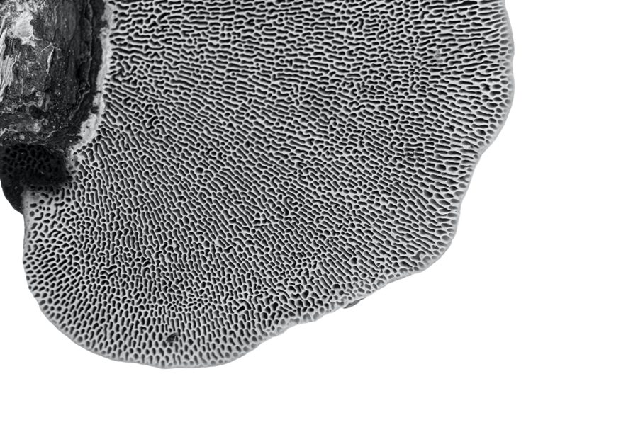e-lib-feature-image